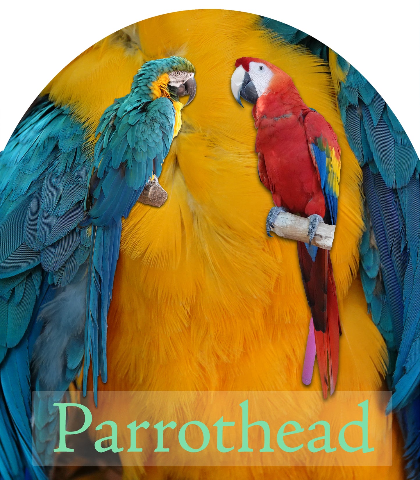 Blue macaw and scarlet macaw facing one another over close-up of blue and yellow feathers showing beach-green Parrothead text
