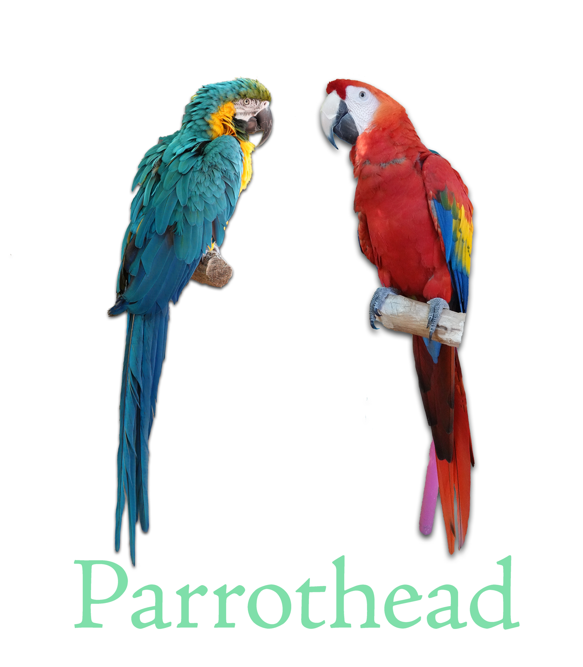 Blue macaw and red macaw facing one another.  "Parrothead" in green pastel text is written  beneath the parrots.